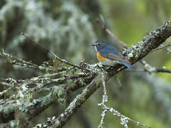 Sinipyrstö, Red-flanked Bluetail, Tarsiger cyanurus